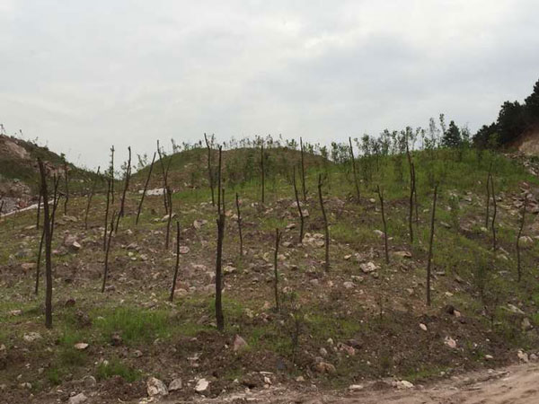 複墾複綠後(hòu)的排土場，打造綠色礦山